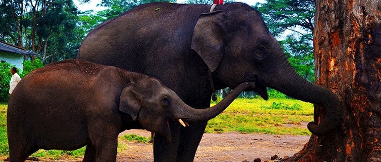 dubare elephant camp